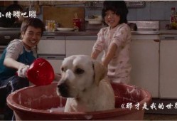 人狗奇缘在线观看,跨越物种的深情羁绊